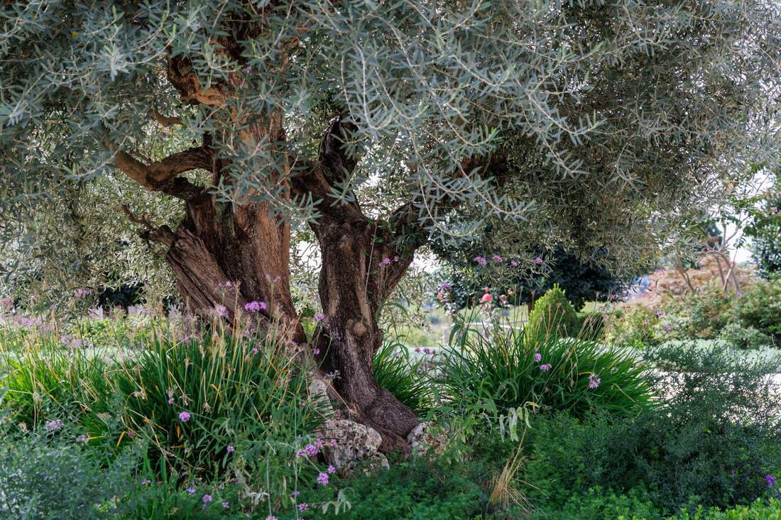 Olivo de tronco grueso en un jardín con flores.