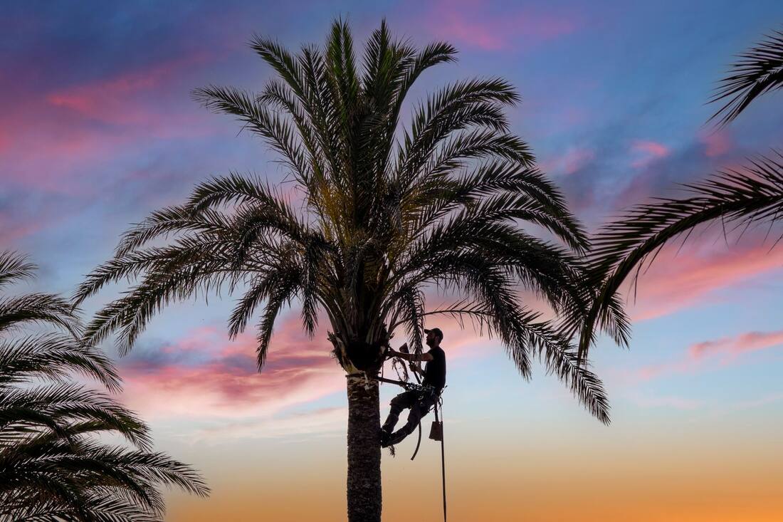 Silueta de un podador trepando una palmera al atardecer.
