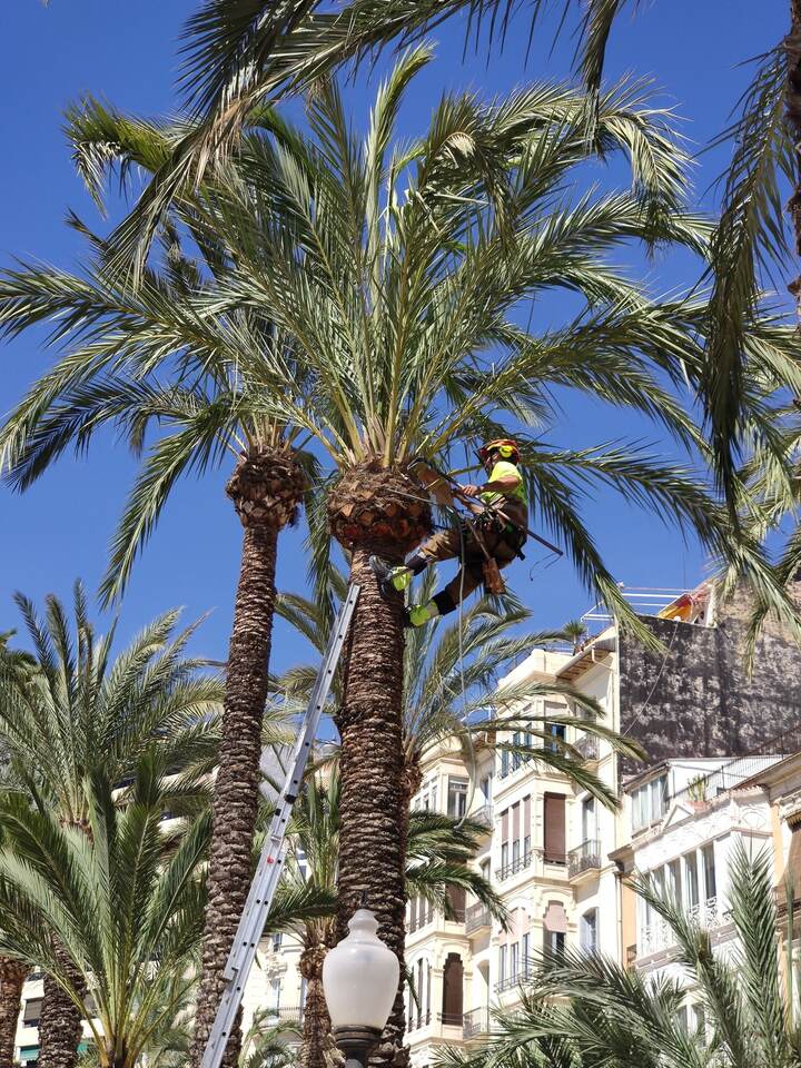 Un podador subido a lo alto de una palmera, entre edificios.