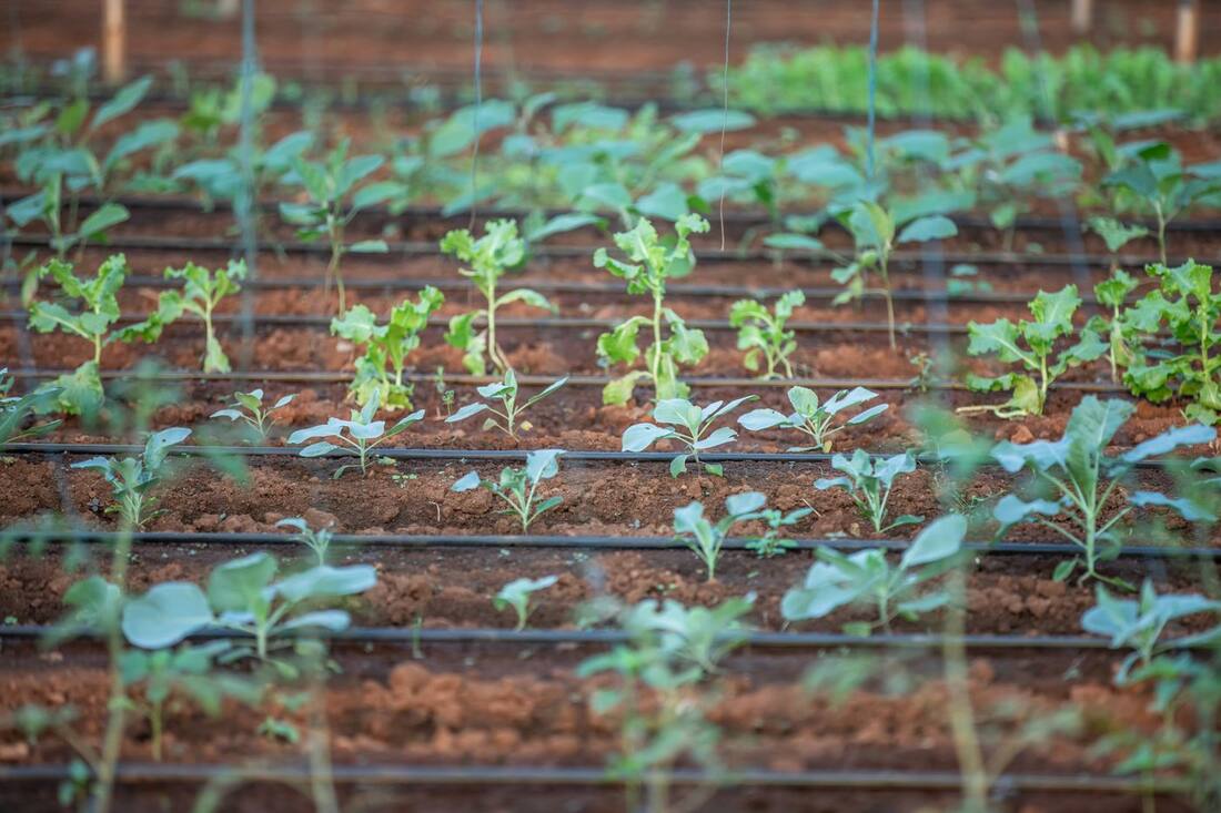 Plantas jóvenes en hileras con tuberías de riego por goteo.